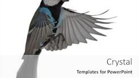  Presentation with flight - Theme having blue colored tit in flight isolated on white background background and a white colored foreground