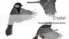  Presentation with flight - Cool new presentation theme with blue colored tits in flight backdrop and a white colored foreground