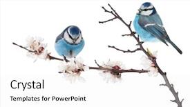  Presentation with cherry - Beautiful PPT layouts featuring blue colored tits on cherry backdrop and a white colored foreground