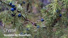  Presentation with needles - Audience pleasing slide deck consisting of needles of common juniper juniperus backdrop and a gray colored foreground