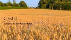  Presentation with grain corn - Slides consisting of blue-corn-flowers-in-grain background and a yellow colored foreground