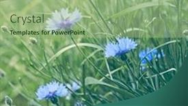  Presentation with corn - Slide deck enhanced with blue-corn-flowers-wild-summertime background and a mint green colored foreground