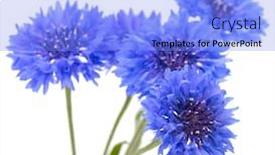  Presentation with blue flower - Audience pleasing theme consisting of blue cornflower flower bouquet isolated on white backdrop and a light blue colored foreground