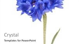  Presentation with bachelor - Colorful PPT theme enhanced with blue cornflower herb or bachelor button flower head isolated on white background cutout backdrop and a white colored foreground