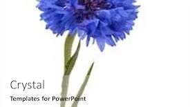  Presentation with bachelor - Audience pleasing presentation theme consisting of blue cornflower herb or bachelor button flower head isolated on white background cutout backdrop and a white colored foreground
