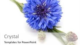  Presentation with bachelor - Amazing PPT theme having blue cornflower herb or bachelor button flower head isolated on white background cutout backdrop and a white colored foreground