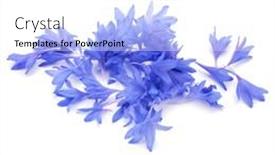  Presentation with blue flower - Colorful presentation theme enhanced with blue-cornflower-herb-or-bachelor backdrop and a white colored foreground