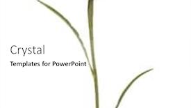  Presentation with blue flower - PPT theme enhanced with blue-cornflower-herb-or-bachelor background and a white colored foreground