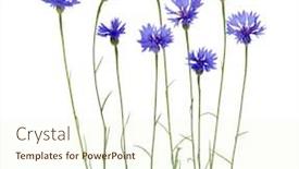  Presentation with blue - Slide deck consisting of blue-cornflowers-on-white-background background and a cream colored foreground