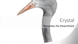  Presentation with crane - Slide set enhanced with blue crane grus paradisea also background and a white colored foreground