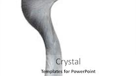  Presentation with paradise - Slide deck having blue crane grus paradisea also background and a white colored foreground