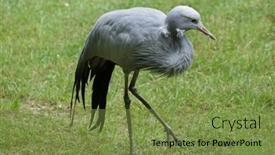  Presentation with paradise - PPT layouts consisting of blue crane grus paradisea also known as the stanley crane or paradise crane wildlife animal background and a tawny brown colored foreground