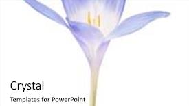  Presentation with blue flower - PPT layouts featuring blue crocus flower isolated on white background background and a white colored foreground