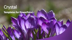  Presentation with blue flower - PPT layouts with blue-crocus-iridaceae-flower background and a dark gray colored foreground