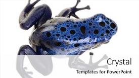  Presentation with artificial intelligence white - Slides consisting of blue dart - dendrobates azureus in front background and a white colored foreground