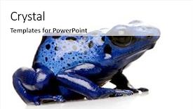  Presentation with white figure graphics - Beautiful presentation theme featuring blue dart - dendrobates azureus in front backdrop and a white colored foreground