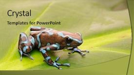  Presentation with poison - Audience pleasing presentation theme consisting of blue dart - poison arrow frog dendrobates auratus backdrop and a yellow colored foreground