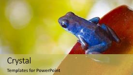  Presentation with tropical rainforest - Audience pleasing presentation consisting of blue dart - red poison strawberry frog backdrop and a yellow colored foreground