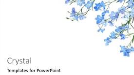  Presentation with herbal medicine flowers - Presentation featuring blue-delphinium-wildflower-background-border background and a white colored foreground