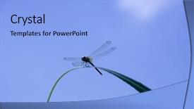  Presentation with dragonfly - Amazing slide deck having blue dragonfly on grass burma backdrop and a light blue colored foreground