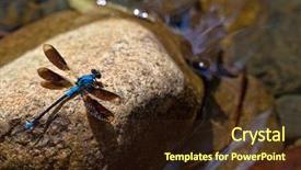  Presentation with dragonfly - Audience pleasing slides consisting of blue dragonfly on rock backdrop and a wine colored foreground