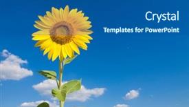  Presentation with sunflower - PPT theme consisting of blue earth - sunflower and sky background and a dark gray colored foreground