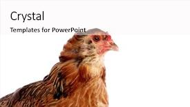  Presentation with hen - Beautiful slides featuring blue easter eggs native backdrop and a white colored foreground