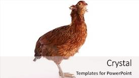  Presentation with hen - Audience pleasing slides consisting of blue easter eggs native backdrop and a lemonade colored foreground