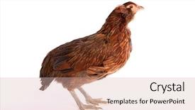  Presentation with hen - Colorful PPT theme enhanced with blue easter eggs native backdrop and a soft green colored foreground