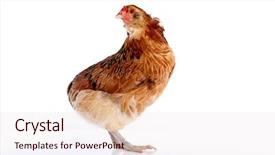  Presentation with chile - Slide set enhanced with blue easter eggs native background and a lemonade colored foreground