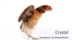  Presentation with hen - Presentation theme featuring blue easter eggs native background and a sky blue colored foreground