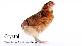  Presentation with hen - Beautiful slide set featuring blue easter eggs native backdrop and a pink colored foreground