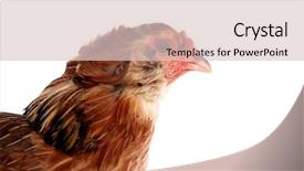  Presentation with hen - PPT layouts enhanced with blue easter eggs native background and a lemonade colored foreground