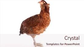  Presentation with hen - PPT theme featuring blue easter eggs native background and a lemonade colored foreground