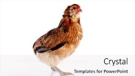  Presentation with hen - Colorful slide set enhanced with blue easter eggs native backdrop and a sky blue colored foreground