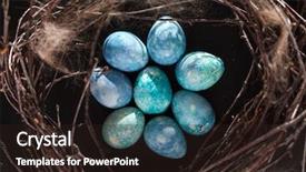  Presentation with bird eggs - Audience pleasing theme consisting of blue eggs in the nest backdrop and a wine colored foreground