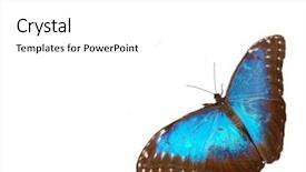  Presentation with butterfly - Beautiful presentation theme featuring blue exotic butterfly isolated backdrop and a  colored foreground