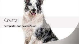  Presentation with blue eyes technology eye scan - Audience pleasing presentation design consisting of blue-eyed-blue-merle-border backdrop and a light gray colored foreground