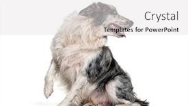  Presentation with border - Colorful PPT theme enhanced with blue-eyed-blue-merle-border backdrop and a white colored foreground