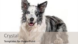  Presentation with border - Amazing presentation having blue-eyed-blue-merle-border backdrop and a mint green colored foreground