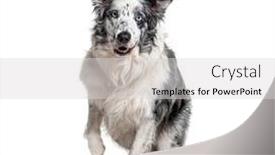 Presentation with border - Beautiful presentation theme featuring blue-eyed-blue-merle-border backdrop and a light gray colored foreground