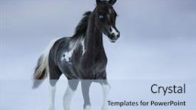  Presentation with foal - Cool new PPT theme with walks on snowfield breed horse backdrop and a light blue colored foreground