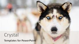  Presentation with husky - Cool new PPT layouts with blue-eyed-husky-portrait-close backdrop and a soft green colored foreground