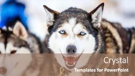  Presentation with husky - PPT theme having blue-eyed-husky-portrait-close background and a coral colored foreground