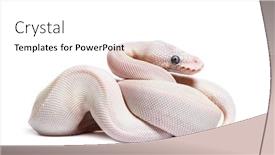 143 Best Python-Themed Templates for PowerPoint & Google Slides