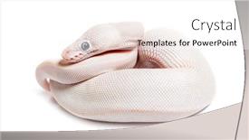  Presentation with python - Slide deck enhanced with blue-eyed-leucistic-python-regius background and a white colored foreground