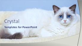  Presentation with kitten - Slide deck having blue-eyed-ragdoll-kitten-sitting and a sky blue colored foreground