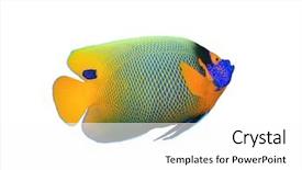 Presentation with blue - Audience pleasing theme consisting of blue-face angelfish isolated backdrop and a white colored foreground