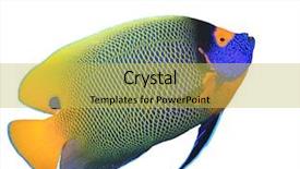  Presentation with facet brilliant diamonds on blue - Theme consisting of blue-faced angelfish tropical fish background and a yellow colored foreground
