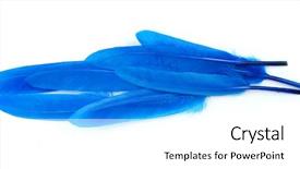  Presentation with blue gold - Presentation with blue feathers on white background background and a white colored foreground